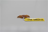 藏品(悅目大眼蟹)的圖片